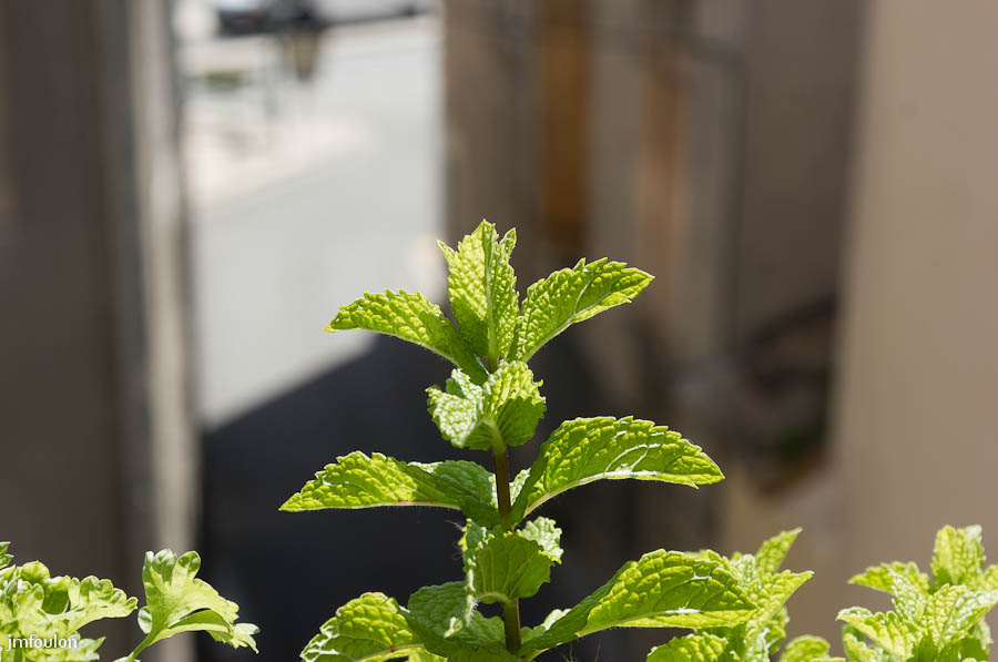 mon-jardin-2.jpg - Menthe