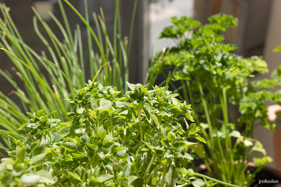 mon-jardin-5.jpg - Basilic