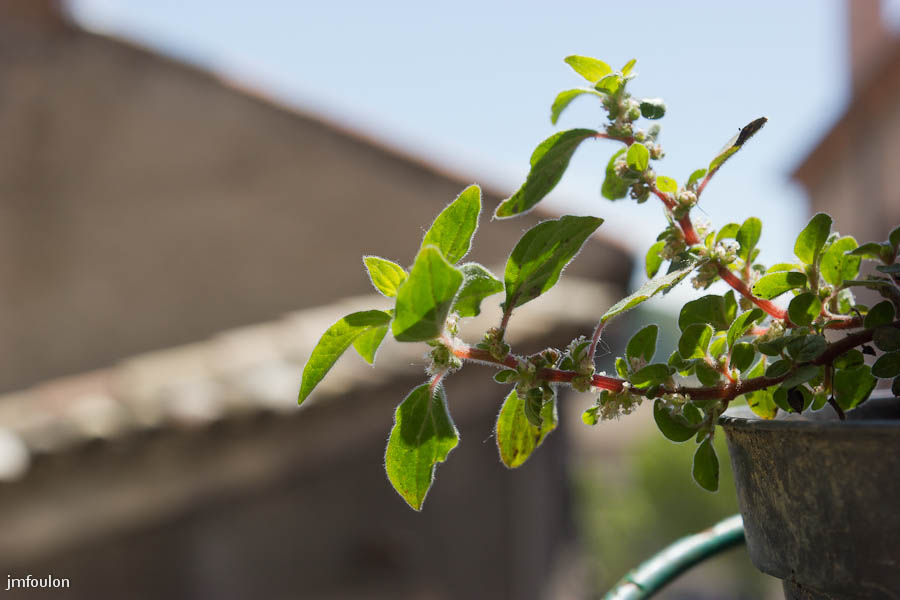 mon-jardin-6.jpg - Je l'ai prélevée vers Malfougasse et mise en pot. J'attends qu'elle fleurisse pour l'identifier