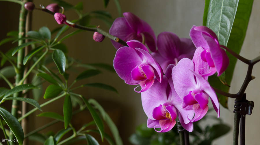 orchide-1.jpg - Orchidée