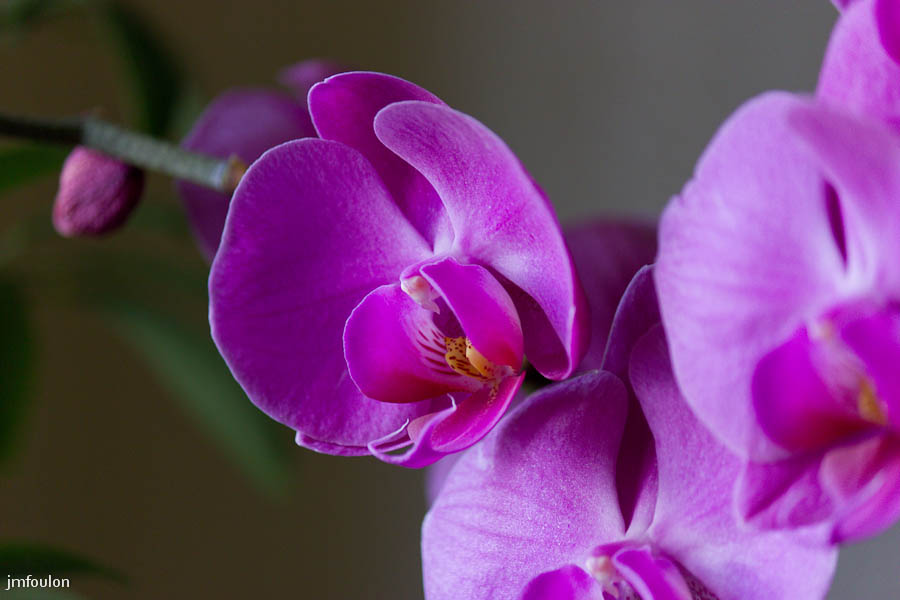 orchide-2.jpg - Orchidée