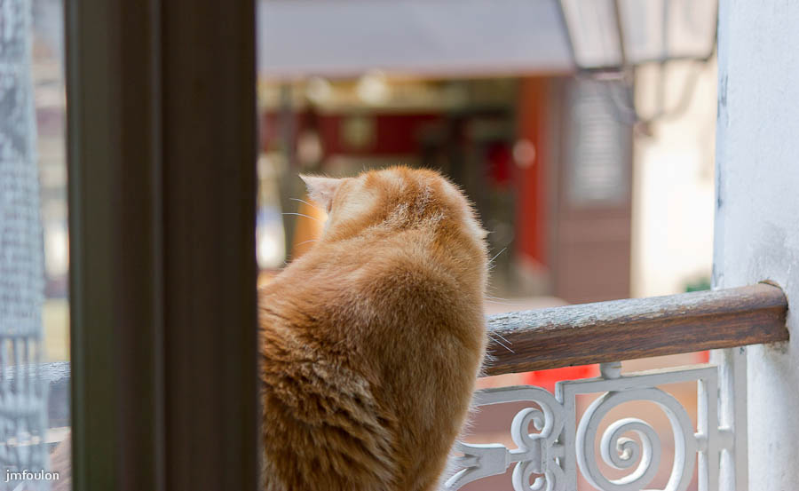 rouquin-fenetre-1.jpg - Le Rouquin à  la fenêtre