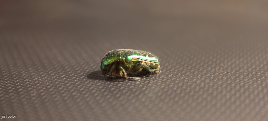 scarabe-2.jpg - Scarabé sur le PC portable. Je l'ai relaché dans la nature
