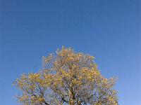 Entre Lauche et St Martin (Vallée du Jabron)  Chênes pubescent solitaire