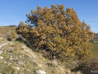 Entre Lauche et St Martin (Vallée du Jabron)  Majestueux ! ...
