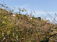 Entre Lauche et St Martin (Vallée du Jabron)  les fantomatiques ruines du Vieux Noyers derrière ces ronces