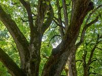 Abbaye ND de Lure  Arbres séculaires ...