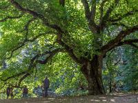 Abbaye ND de Lure  Arbre séculaire. Ici avec des gens pour en apprenhender l'échelle ...