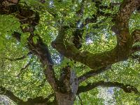 Abbaye ND de Lure  Arbre séculaire ...