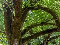 Abbaye ND de Lure  Arbres séculaires ...