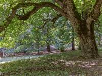 Abbaye ND de Lure  Arbre séculaire ...