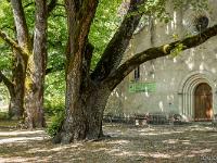 Abbaye ND de Lure  Devant l'église se trouvent des arbres remarquables dont ce tilleul plusieurs fois centenaire ...
