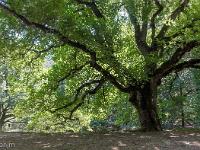 Abbaye ND de Lure  Arbre séculaire ...