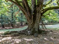 Abbaye ND de Lure  Arbre séculaire ...