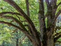 Abbaye ND de Lure  Arbre séculaire ...