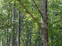 Abbaye ND de Lure  La forêt, majoritairement de hêtres ...