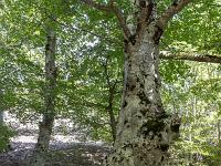 Abbaye ND de Lure  Hêtre ...