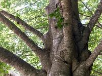 Abbaye ND de Lure  Hêtre ...