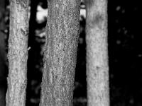 Arbres  Sisteron - adret du Molard