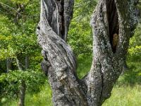 Arbres  Sisteron - Ouest de la citadelle