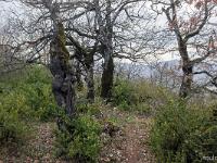 Arbres  Sisteron - Collet