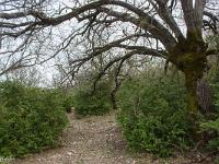 Arbres  Sisteron - Collet