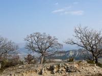 Arbres  Peipin - Adret des crêtes de Lure