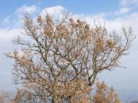 Arbres  Peipin - Adret des crêtes de Lure