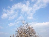 Arbres  Peipin - Adret des crêtes de Lure