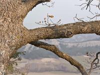 Arbres  Peipin - Adret des crêtes de Lure