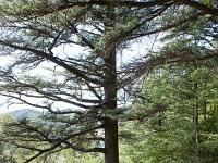 Arbres  Sisteron - Adret de la montagne de la Baume