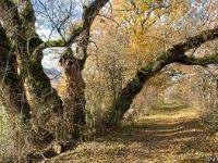 Arbres  Rives du Buech vers Ribiers