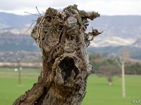 Arbres  Plateau de Salignac