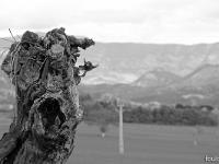 Arbres  Plateau de Salignac