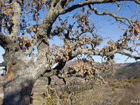 Arbres  Sisteron - Plateau du Collet
