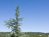 Arbres  Cèdre à Bonnieux (Vaucluse) Au loin, la fameuse forêt des cèdres