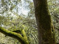 Arbres  Chênes séculaires (plateau de Ganagobie)