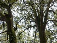 Arbres  Chênes séculaires (plateau de Ganagobie)