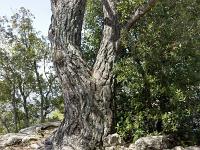 Arbres  Tronc et racine de pin (plateau de Ganagobie)
