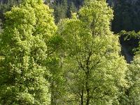 Arbres  Dans les gorges du Trévans