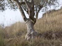 Arbres  Sisteron - Houllettes