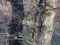 Arbres  Au lac de Mison