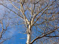Arbres  Au lac de Mison
