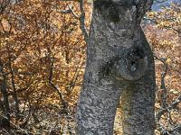 Arbres  Sur les crêtes de Lure en automne