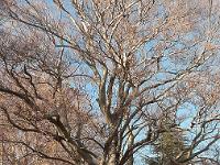 Arbres  Adret de Lure