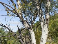 Arbres  Entre Sisteron et Valbelle