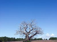 Arbres  Vieux maronnier vers Ferrassières sur le plateau d'Albion