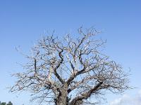Arbres  Vieux maronnier vers Ferrassières sur le plateau d'Albion