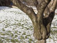 Arbres  Sisteron - Les Marres - Cerisier