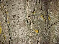 Arbres  Ecorse de chêne blanc (détails)